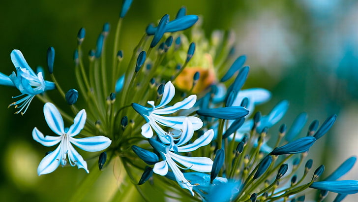 flower, blur, blue flower, flora, plant, spring, petal, photography, HD wallpaper