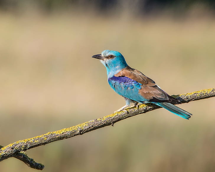 blue and brown bird, nature, wildlife, animal, animals In The Wild