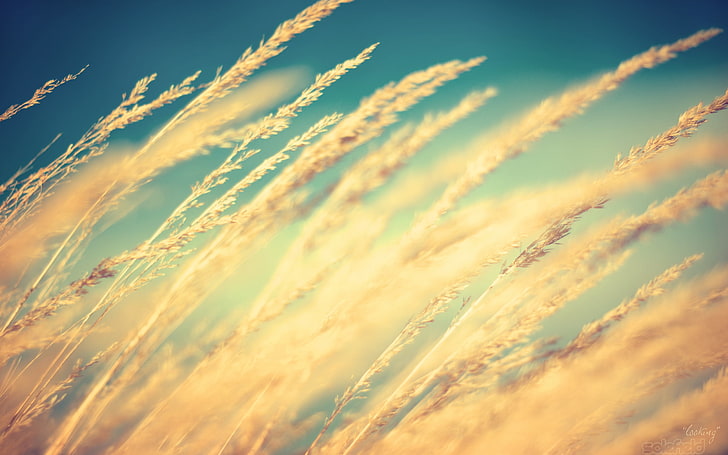 beige wheats, selective focus photography wheat grass, Sun, nature, HD wallpaper
