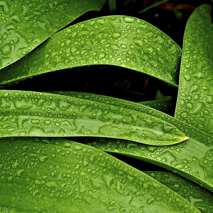 dewdrops on green plant leaves, abstract, spring, lines, minneapolis, HD wallpaper