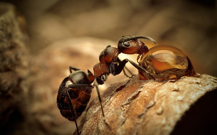 insect, animals, nature, ants, HD wallpaper