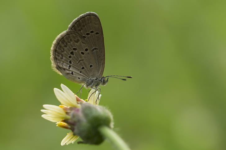 macro photography of gray and black butterfly perched on yellow petaled flower, grass, tiny, grass, tiny