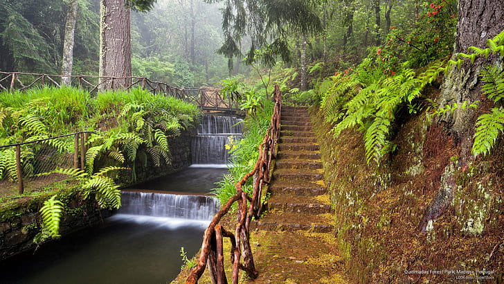 Queimadas Forest Park, Madeira, Portugal, Nature
