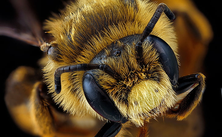 Andrena Rudbeckiae Bee Macro Photography, yellow and black wasp, HD wallpaper