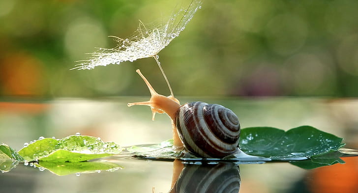 Snail umbrella, brown and gray shell snail, Nature
