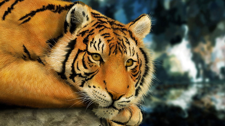 tiger, feline, big cat, predator, animal, mammal, wildlife, HD wallpaper