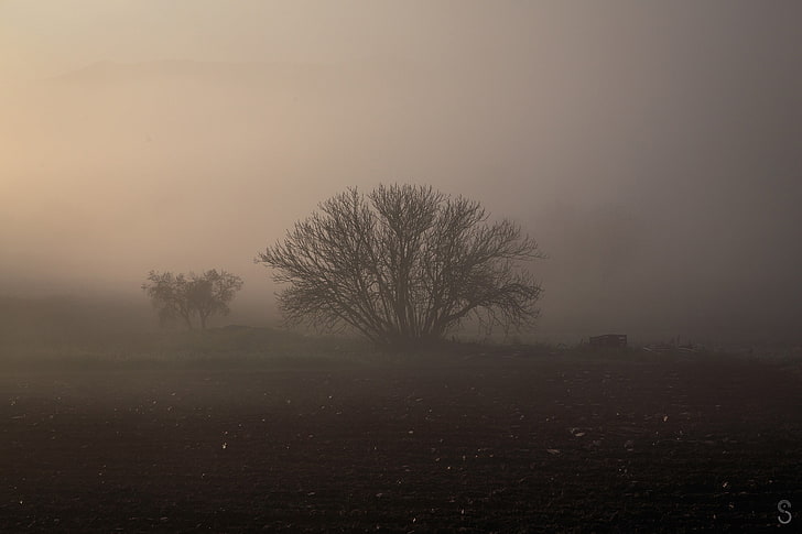leafless tree, mist, nature, panorama, photography, brown, trees