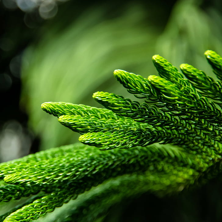 microscopic photo of a green substance, Pentax K-3 II, jardin botanique de montreal, HD wallpaper