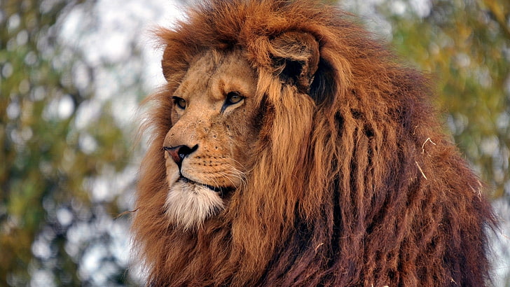 lion, animals, big cats, animal themes, feline, mammal, animal wildlife