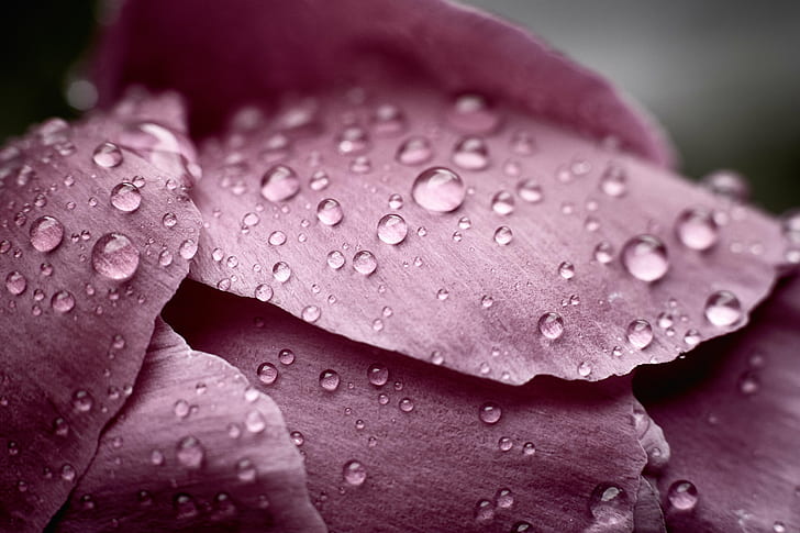 closeup photo of water drops on purple petaled flower, Raindrops