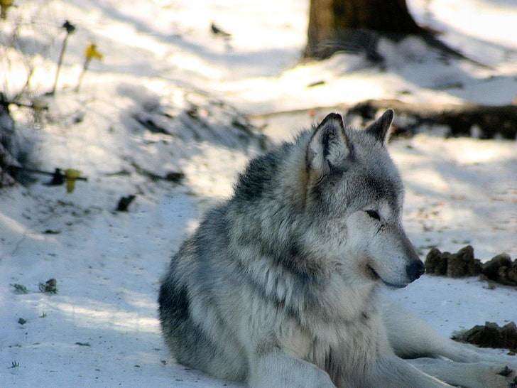 wolf laying down on snow, animal, winter, one animal, animal themes, HD wallpaper