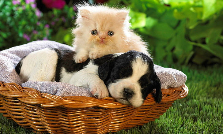 Two Friends, white and black english cocker spaniel puppy, cute, HD wallpaper