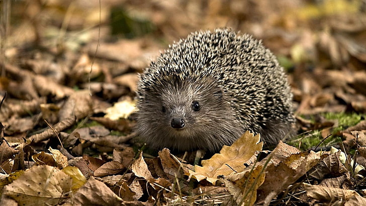 gray hedgehog, grasses, leaves, autumn, spines, animal, mammal, HD wallpaper