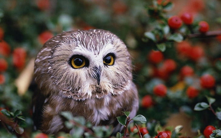 owl, birds, animals, wildlife, nature