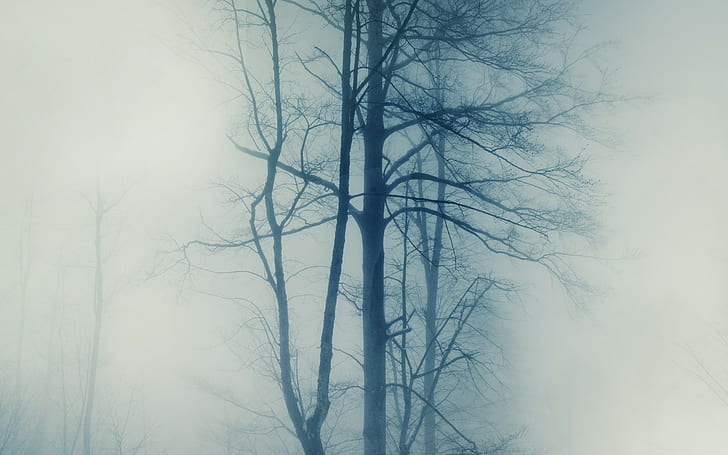 photography, nature, trees, mist, winter