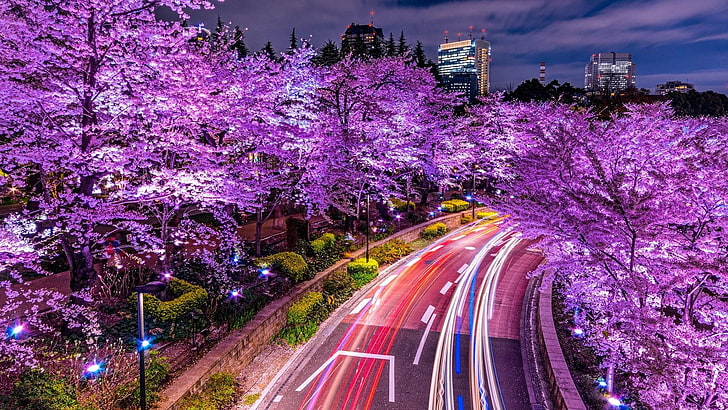 flora, light trails, twilight, sakura, minato-ward, japan, tokyo, HD wallpaper
