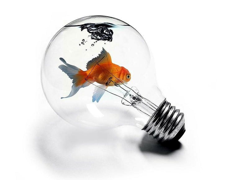goldfish, light bulb, HD wallpaper