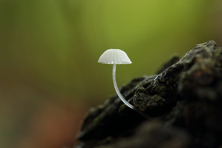 white mushroom, macro, fungus, nature, toadstool, plant, forest, HD wallpaper