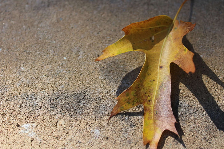 HD wallpaper: autumn, autumn leaf, fall foliage, plant part, yellow, no ...