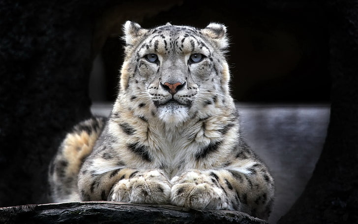 white and black tiger, animals, snow leopards, leopard (animal), HD wallpaper