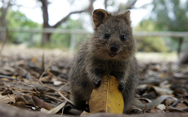 gray rodent, grey and brown squirrel holding yellow leaf, quokka