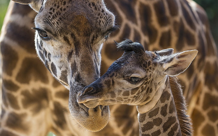 animals, giraffes, baby animals, animal themes, mammal, animal wildlife