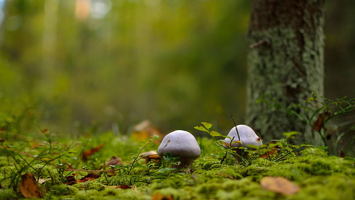 two white mushrooms, macro, forest, plant, bird, animal themes, HD wallpaper