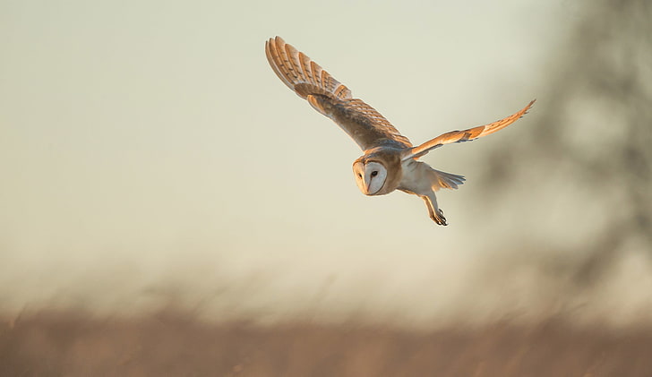 flight, owl, bird, Common barn owl, HD wallpaper