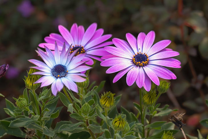 purple daisy photography, echinacea, coneflower, echinacea, coneflower, HD wallpaper