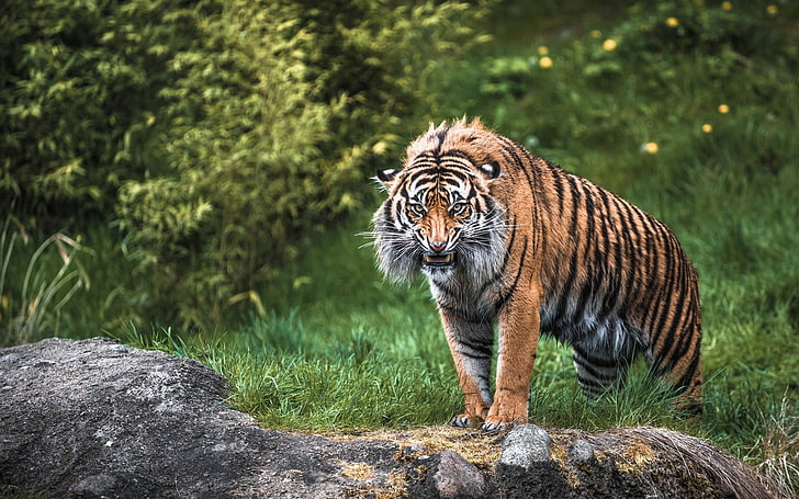 HD wallpaper: tiger, grass, stone, greenery, predator, animal, wildlife,  carnivore | Wallpaper Flare
