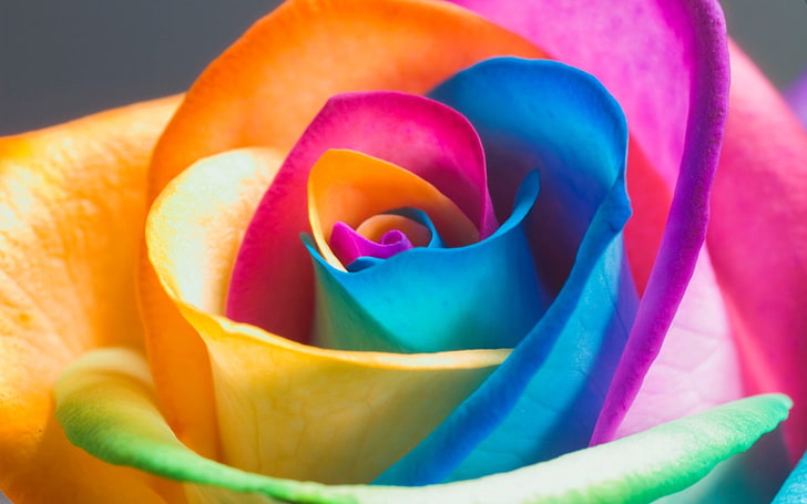 multicolored petaled flower, rose, colorful, close-up, petals, HD wallpaper