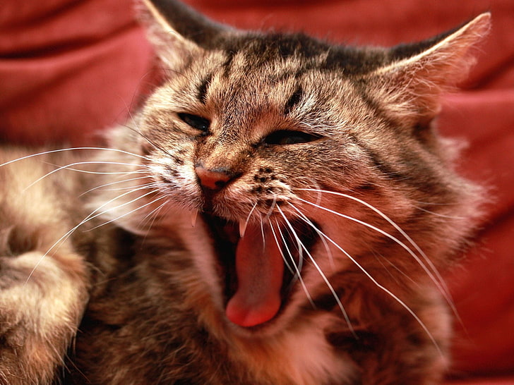 gray tabby cat, screaming, mouth, furry, meow, domestic Cat, pets