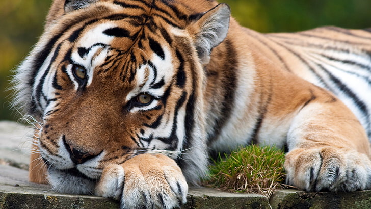 4k tiger image, animal themes, feline, mammal, cat, animal wildlife, HD wallpaper