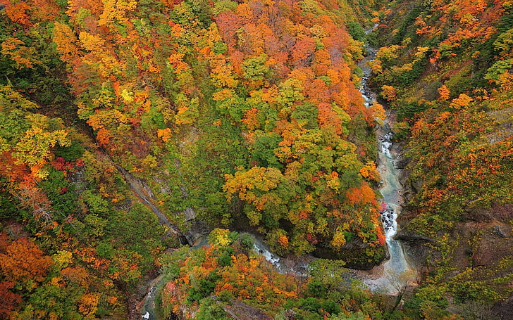 orange and green trees, river, view from above, fall, autumn