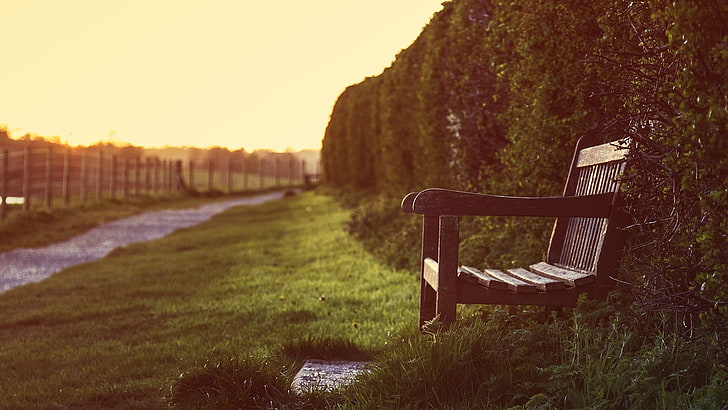 brown wooden armchair, depth of field, bench, seat, grass, plant