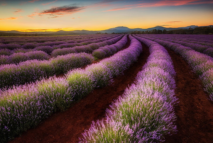 purple lavenders, field, valley, Australia, Tasmania, HD wallpaper