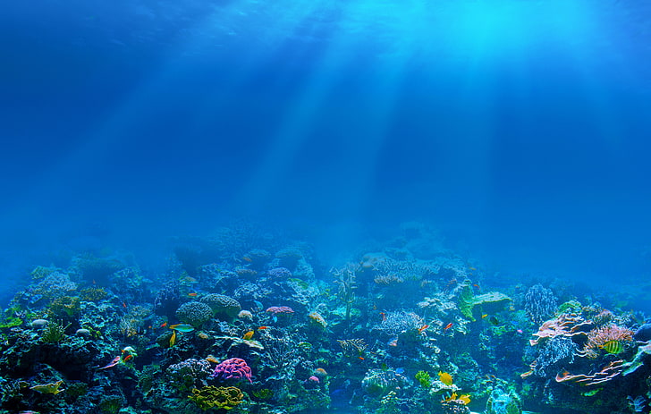 ocean reef, corals, fishes, rays, sea, underwater, HD wallpaper