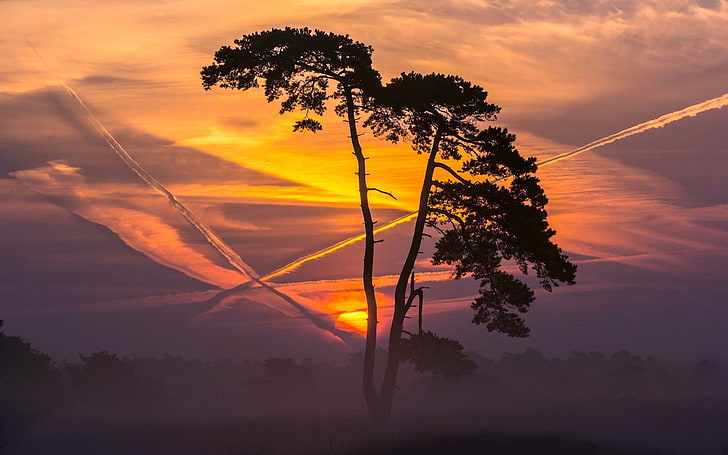 silhouette tree, trees, sunset, beauty in nature, plant, sky