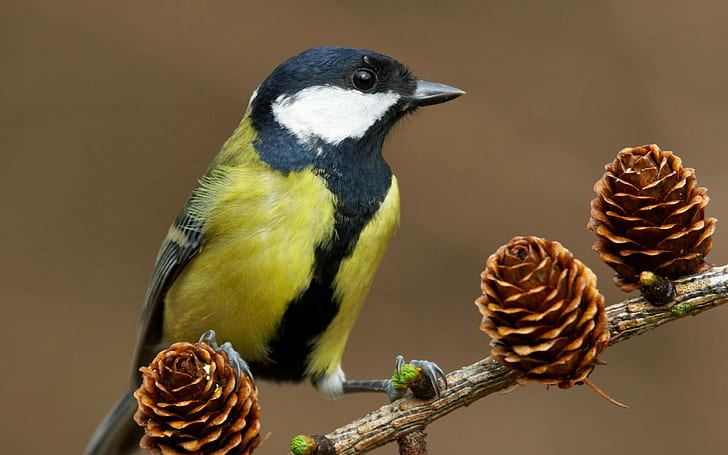 bird, titmouse backgrounds, cones, tree, branch, download 3840x2400 bird