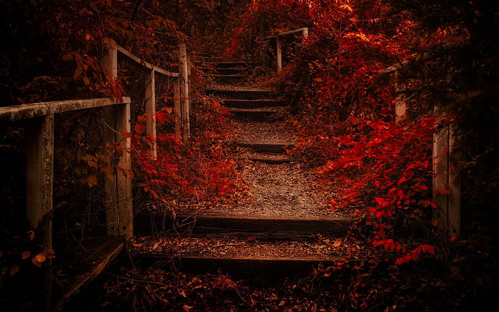 red leaves, empty stairs between flowers, nature, landscape, fall, HD wallpaper
