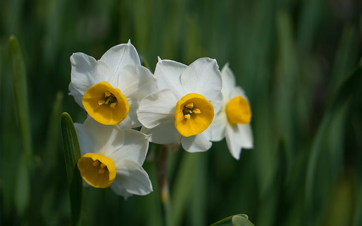 daffodil, HD wallpaper
