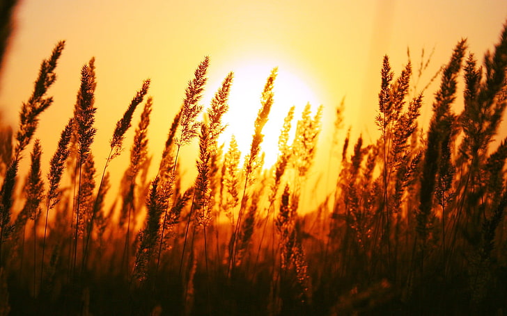 wheat grass, silhouette of grass during sunset, macro, depth of field, HD wallpaper