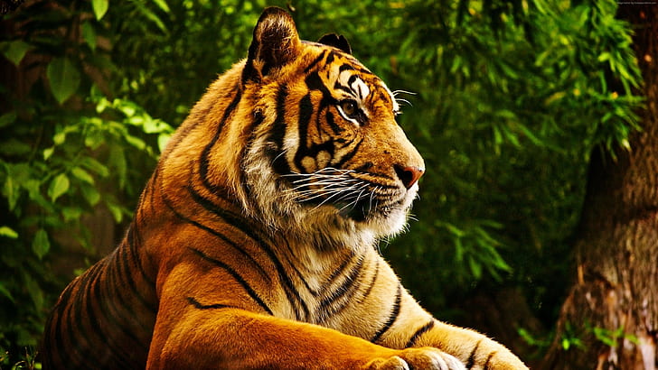 4k, tiger, cute animals, HD wallpaper