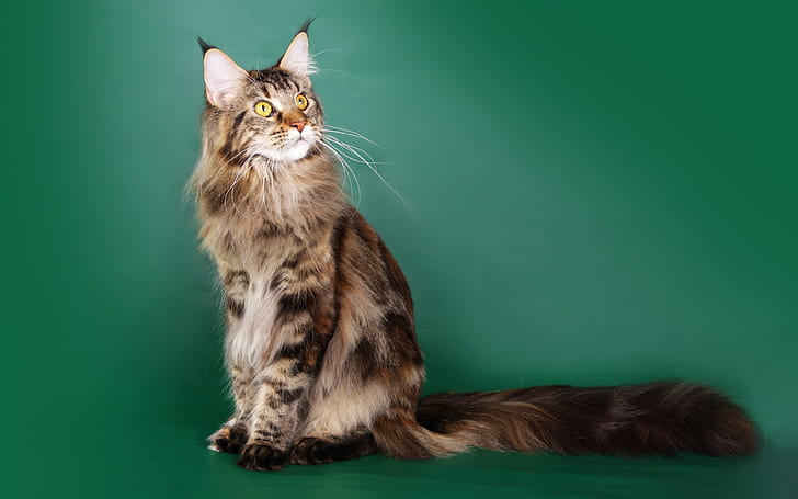 Beautiful Maine Coon Cat, jinx, green, HD wallpaper