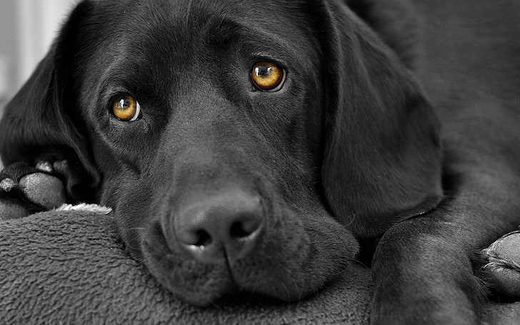 black labrador retriever, dog, animals, sad, selective coloring, HD wallpaper