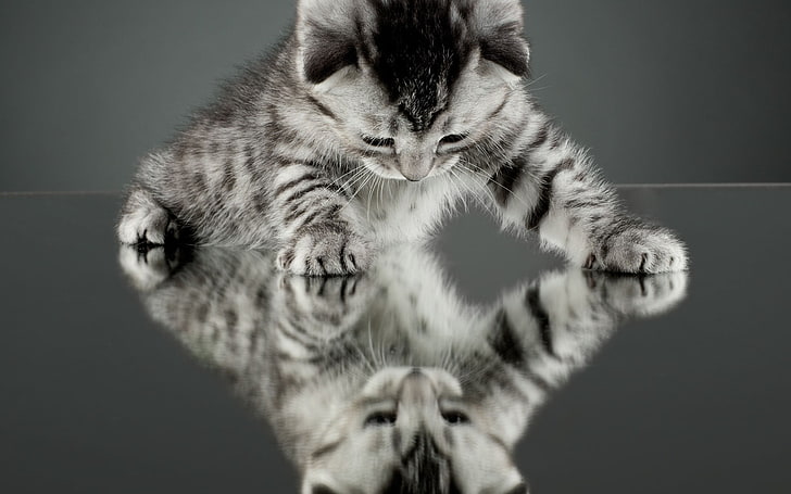 silver tabby kitten, nature, cat, kittens, reflection, domestic cat, HD wallpaper