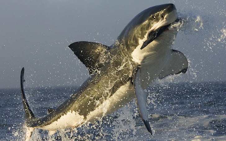 jumping, Great White Shark, animals, sea, splashes, HD wallpaper