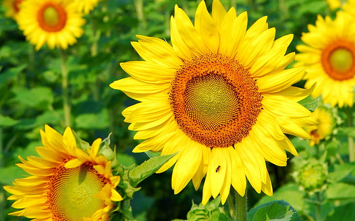 Superb Sunflower, yellow, background, nature, HD wallpaper