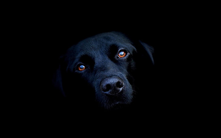 short-coated black dog, animals, Labrador Retriever, canine, one animal, HD wallpaper