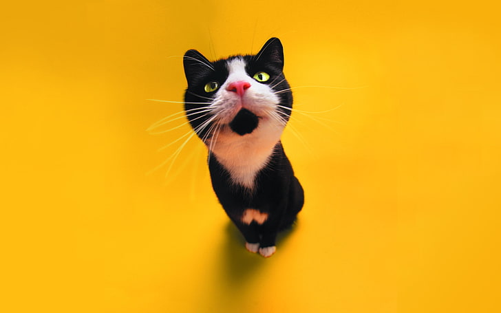 tuxedo cat, color, animal, pets, domestic Cat, cute, mammal, feline, HD wallpaper